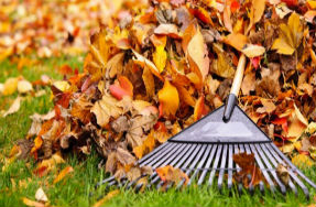Autumn leaves and rake
