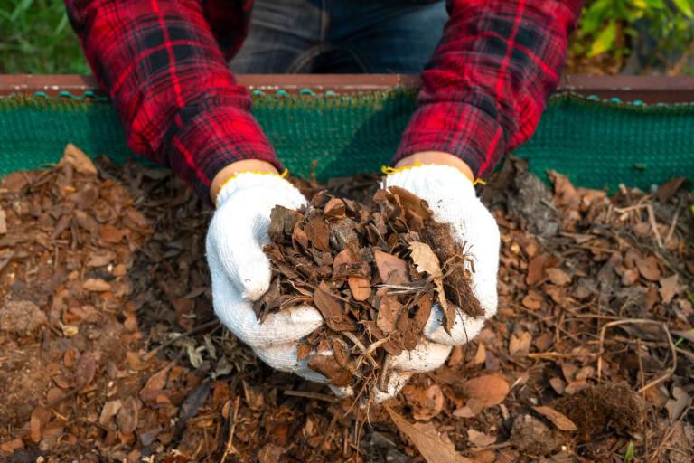 Gloved hands holding a pile of leaves.
