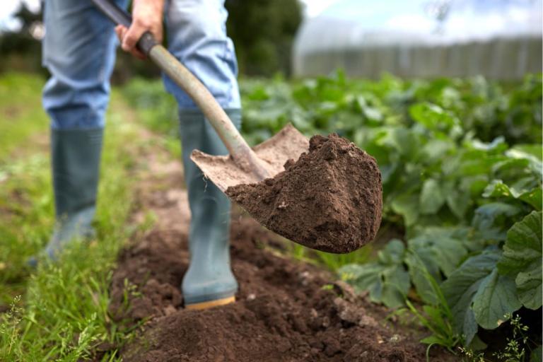 Man in boots using a shovel to put compost around plants.