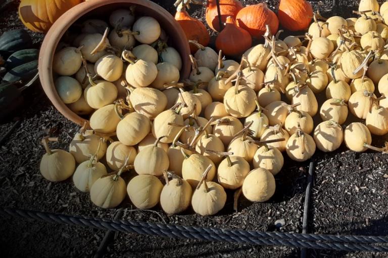 pumpkins
